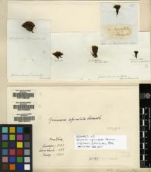 Type specimen at Edinburgh (E). Hornschuch, C.: . Barcode: E00108225.