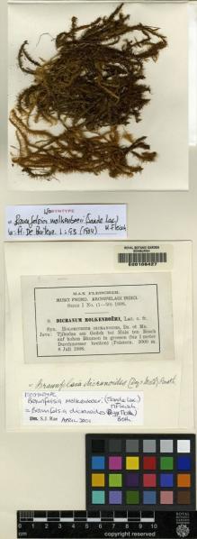 Type specimen at Edinburgh (E). Fleischer, Max: 9. Barcode: E00108427.