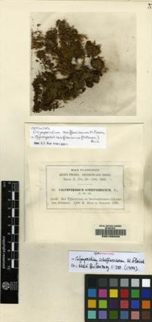 Type specimen at Edinburgh (E). Fleischer, Max: 62. Barcode: E00108440.