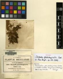 Type specimen at Edinburgh (E). Pringle, Cyrus: 10661. Barcode: E00108446.