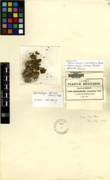 Type specimen at Edinburgh (E). Pringle, Cyrus: 10532. Barcode: E00108456.