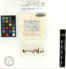 Type specimen at Edinburgh (E). Lyon, G.: . Barcode: E00108468.