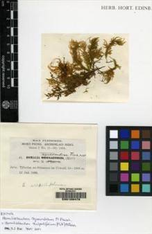 Type specimen at Edinburgh (E). Fleischer, Max: 41. Barcode: E00108478.