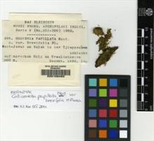 Type specimen at Edinburgh (E). Fleischer, Max: 296. Barcode: E00108483.