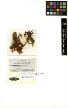Type specimen at Edinburgh (E). Fleischer, Max: 393. Barcode: E00108487.