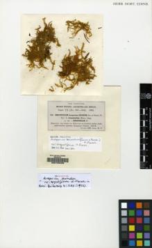 Type specimen at Edinburgh (E). Fleischer, Max: 323. Barcode: E00108488.