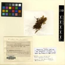 Type specimen at Edinburgh (E). Fleischer, Max: 492. Barcode: E00108489.