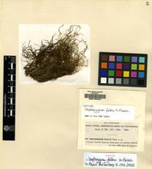 Type specimen at Edinburgh (E). Fleischer, Max: 484. Barcode: E00108491.