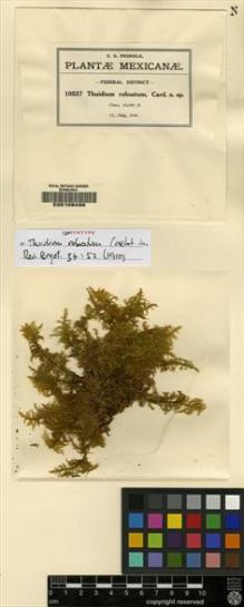 Type specimen at Edinburgh (E). Pringle, Cyrus: 10537. Barcode: E00108496.