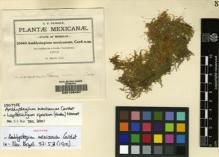 Type specimen at Edinburgh (E). Pringle, Cyrus: 10440. Barcode: E00108497.