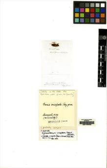 Type specimen at Edinburgh (E). Hornschuch, C.: . Barcode: E00108535.