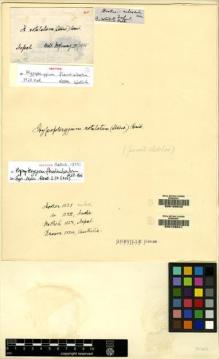 Type specimen at Edinburgh (E). Wallich, Nathaniel: . Barcode: E00108541.