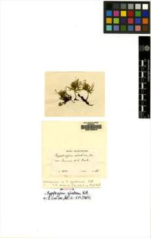 Type specimen at Edinburgh (E). Weir, J.: 55. Barcode: E00108544.