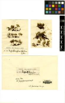 Type specimen at Edinburgh (E). Spruce, Richard: 1490. Barcode: E00108545.