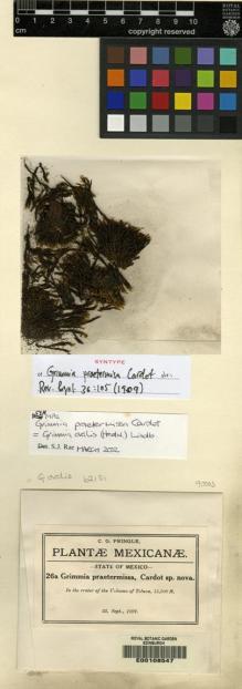 Type specimen at Edinburgh (E). Pringle, Cyrus: 26A. Barcode: E00108547.