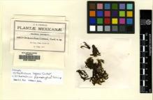 Type specimen at Edinburgh (E). Pringle, Cyrus: 10519. Barcode: E00108549.