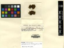 Type specimen at Edinburgh (E). Spruce, Richard: 121. Barcode: E00108753.