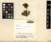 Type specimen at Edinburgh (E). Spruce, Richard: 120. Barcode: E00108755.