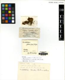 Type specimen at Edinburgh (E). Lindberg, Sextus: . Barcode: E00108759.