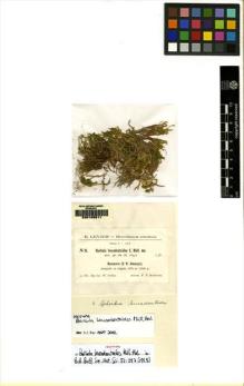 Type specimen at Edinburgh (E). Gollan, W.: 18. Barcode: E00108811.