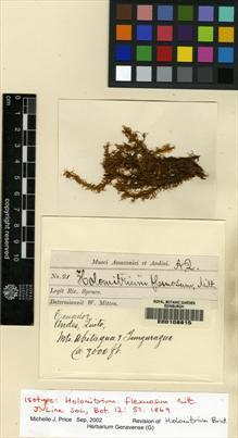 Type specimen at Edinburgh (E). Spruce, Richard: 21. Barcode: E00108815.