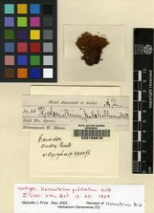 Type specimen at Edinburgh (E). Spruce, Richard: 26. Barcode: E00108816.