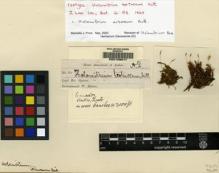 Type specimen at Edinburgh (E). Spruce, Richard: 25. Barcode: E00108817.