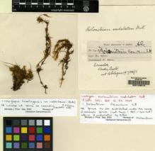 Type specimen at Edinburgh (E). Spruce, Richard: 24. Barcode: E00108819.