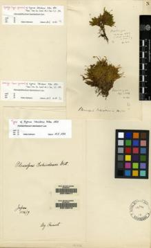 Type specimen at Edinburgh (E). Bisset, James: 132. Barcode: E00108918.