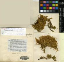 Type specimen at Edinburgh (E). Spruce, Richard: . Barcode: E00108932.