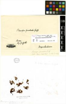 Type specimen at Edinburgh (E). Griffith, William: . Barcode: E00108945.