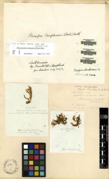 Type specimen at Edinburgh (E). Humboldt, Friedrich; Bonpland, Aime: . Barcode: E00108997.