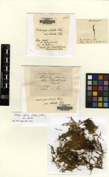 Type specimen at Edinburgh (E). Wilson, William: . Barcode: E00109168.