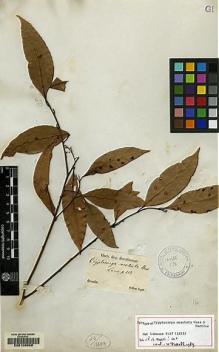 Type specimen at Edinburgh (E). Sellow, Friedrich: . Barcode: E00109558.