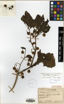 Type specimen at Edinburgh (E). Faurie, Urbain: 776. Barcode: E00109636.