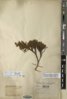 Type specimen at Edinburgh (E). Buchanan-Hamilton, Francis: 2279. Barcode: E00109830.