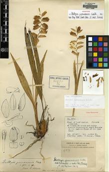 Type specimen at Edinburgh (E). Forrest, George: 4879. Barcode: E00111866.