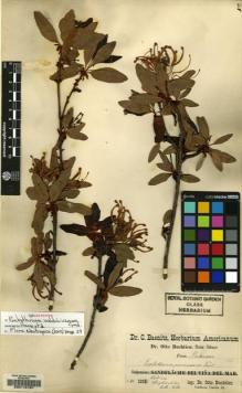 Type specimen at Edinburgh (E). Buchtien, Otto: . Barcode: E00112151.