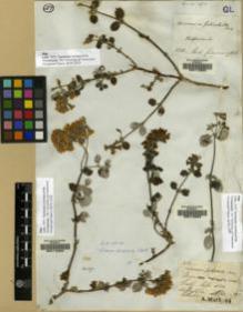 Type specimen at Edinburgh (E). Mathews, Andrew: 362. Barcode: E00112253.