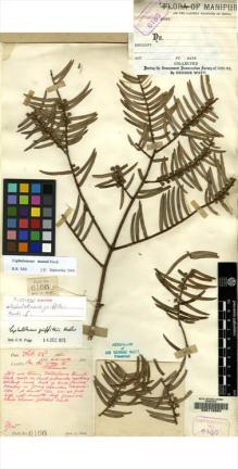 Type specimen at Edinburgh (E). Watt, George: 6166. Barcode: E00112583.