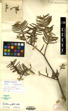 Type specimen at Edinburgh (E). Watt, George: 6166. Barcode: E00112584.
