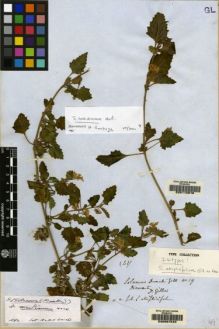 Type specimen at Edinburgh (E). Gillies, John: 19. Barcode: E00112916.