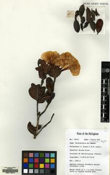 Type specimen at Edinburgh (E). Argent, George; Romero, E.: 92115. Barcode: E00113512.
