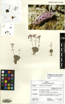 Type specimen at Edinburgh (E). Hein, Peter: A 17-1. Barcode: E00113620.