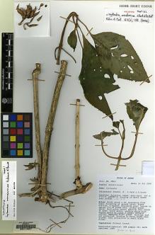 Type specimen at Edinburgh (E). Mendum, Mary; Gale, S.; Surat, Aninguh: MM46. Barcode: E00114021.