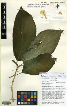 Type specimen at Edinburgh (E). Mendum, Mary; Gale, S.; Surat, Aninguh: MM46. Barcode: E00114037.