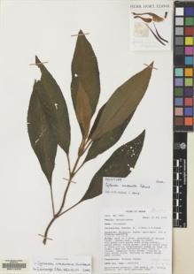 Type specimen at Edinburgh (E). Mendum, Mary; Gale, S.; Surat, Aninguh: MM43. Barcode: E00114470.