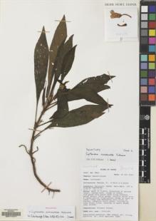 Type specimen at Edinburgh (E). Mendum, Mary; Gale, S.; Surat, Aninguh: MM43. Barcode: E00114471.