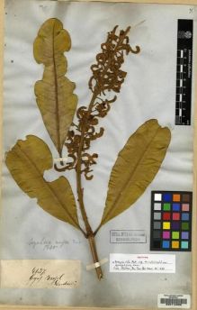 Type specimen at Edinburgh (E). Gardner, George: 4127. Barcode: E00114608.