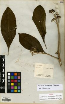Type specimen at Edinburgh (E). Schomburgk, Robert: 404. Barcode: E00114659.